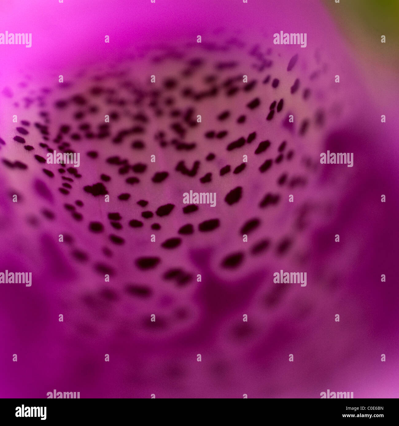 A macro view inside a Foxglove flower. Stock Photo