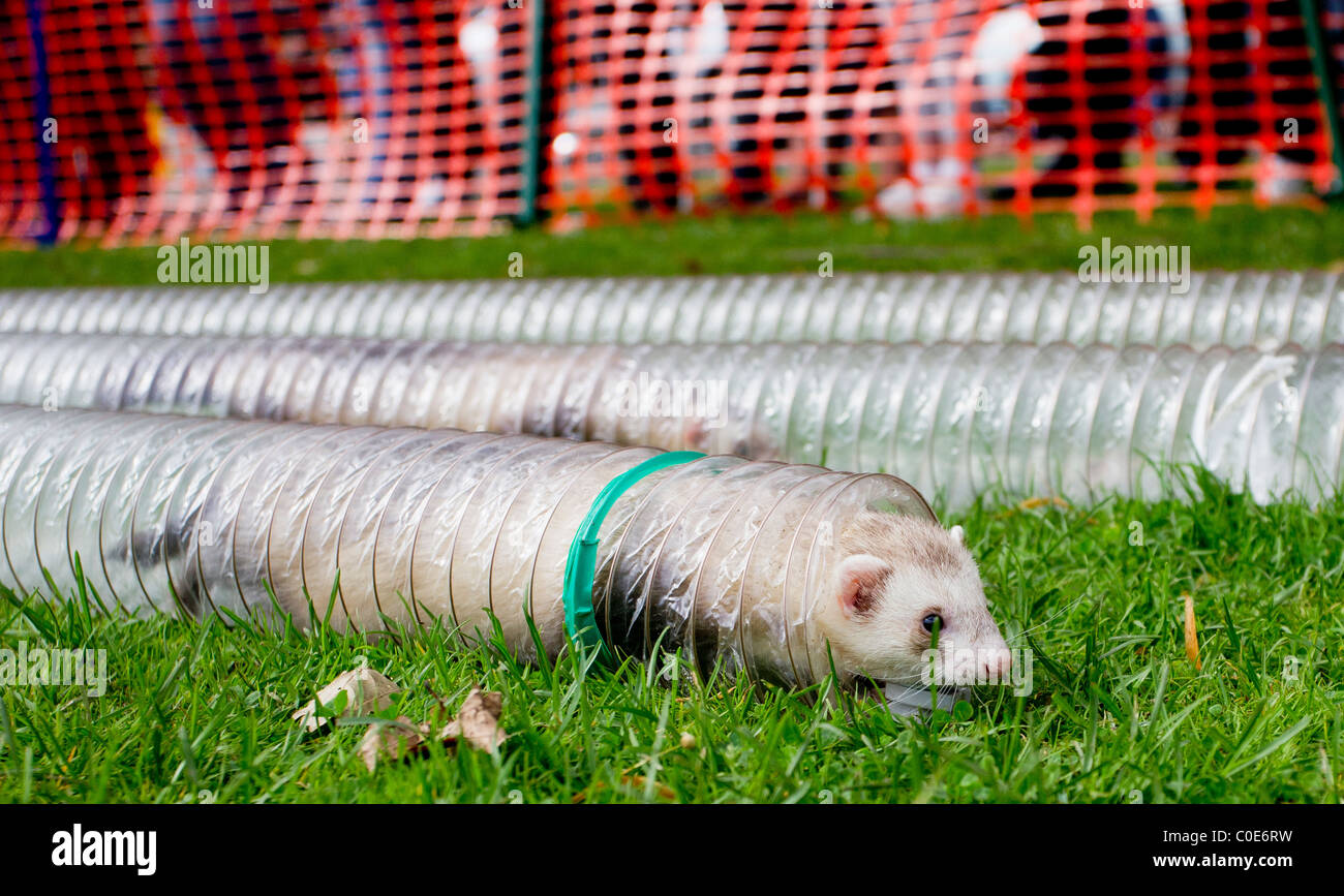 Crowd watching ferret racing hi-res stock photography and images - Alamy
