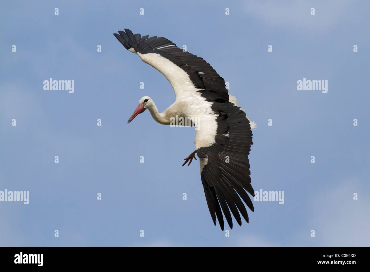 White stork (Ciconia ciconia) Stock Photo