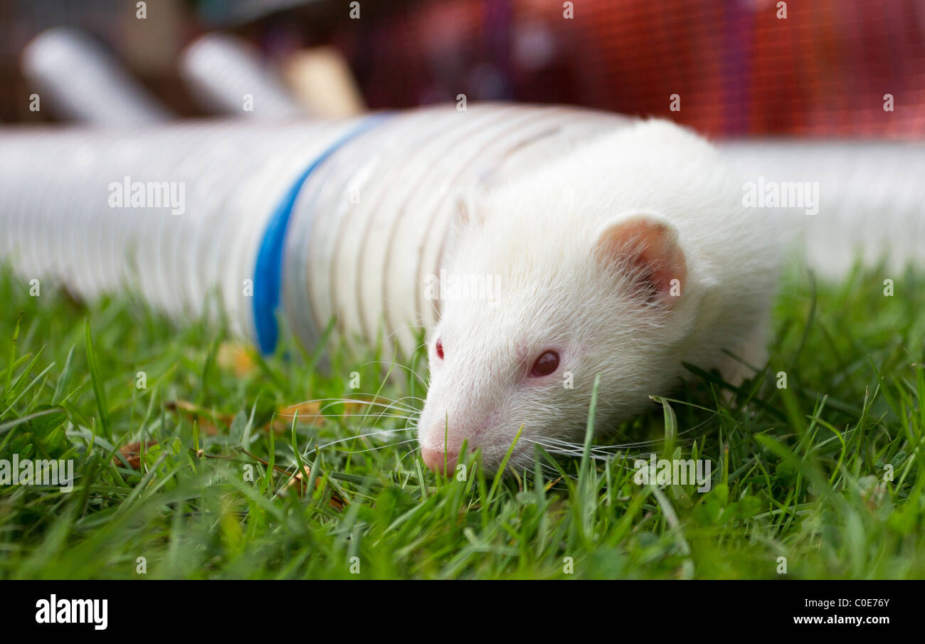 Ferret racing on the Glede part of local country pursuits show Stock ...