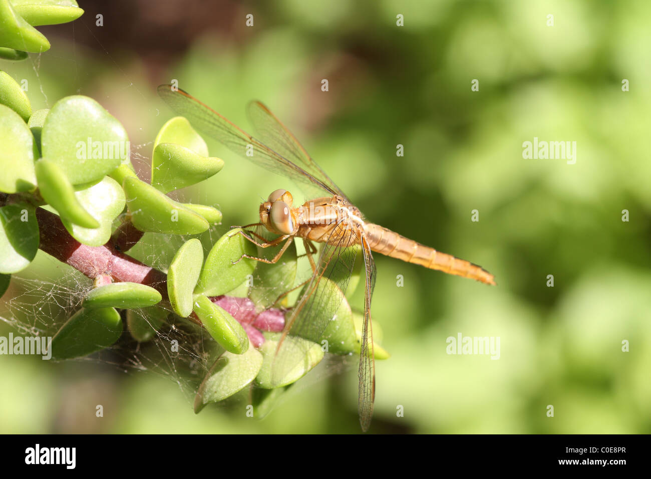 Dragonfly closeup on a plant in the wild Stock Photo - Alamy
