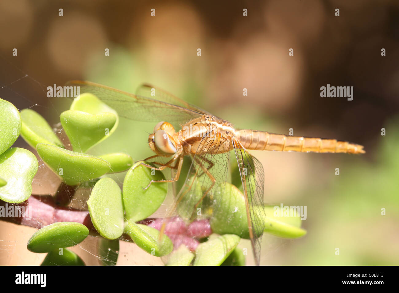 Dragonfly closeup on a plant in the wild Stock Photo - Alamy