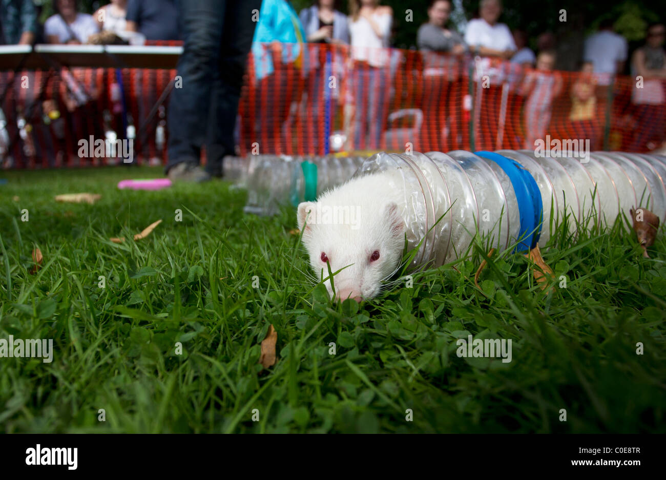 Crowd watching ferret racing hi-res stock photography and images - Alamy