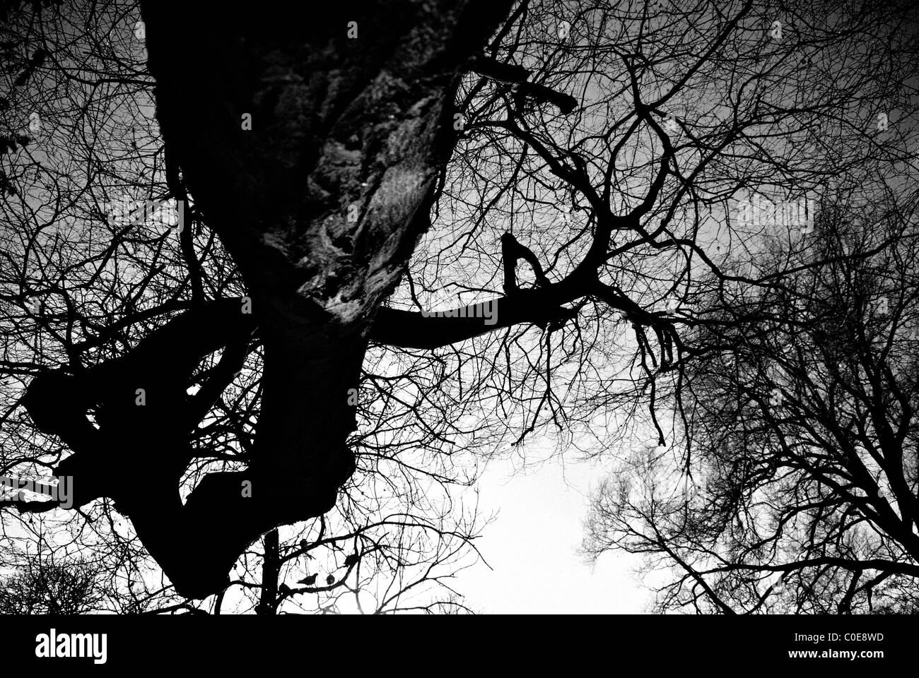 Leafless trees in the park Black and White Stock Photos & Images - Alamy