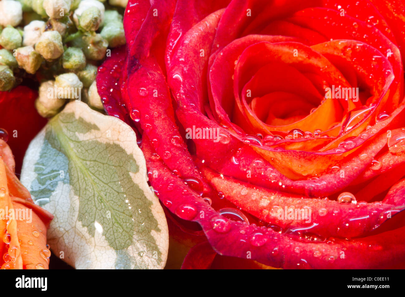 Orange red colour petals hi-res stock photography and images - Alamy