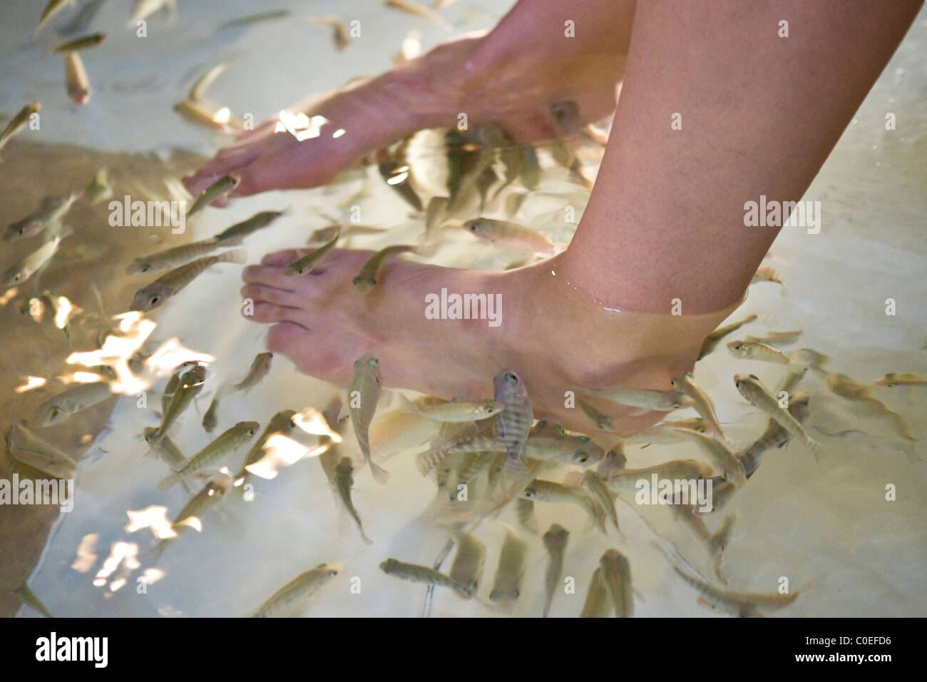 Garra rufa skin eating fish giving a treatment to a woman's feet Stock Photo