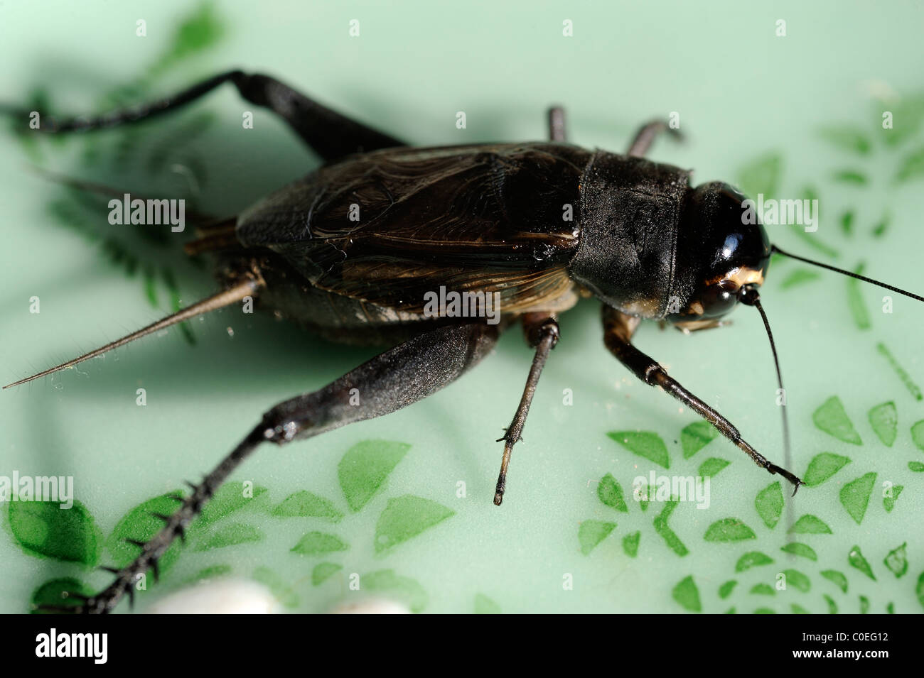 Pet cricket. Stock Photo