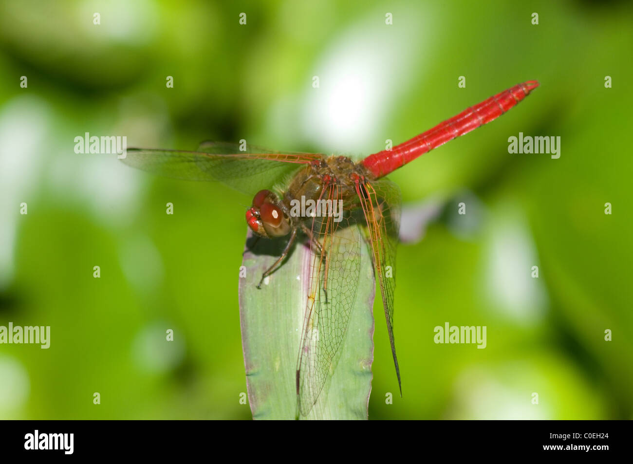 Male cardinal meadowhawk dragonfly hi-res stock photography and images ...