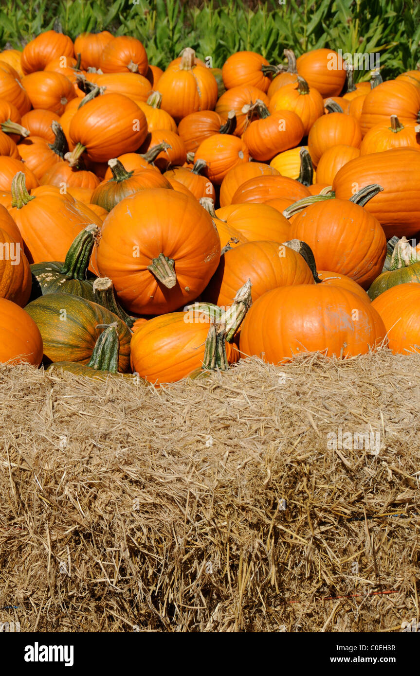 Field of Pumpkins Stock Photo - Alamy