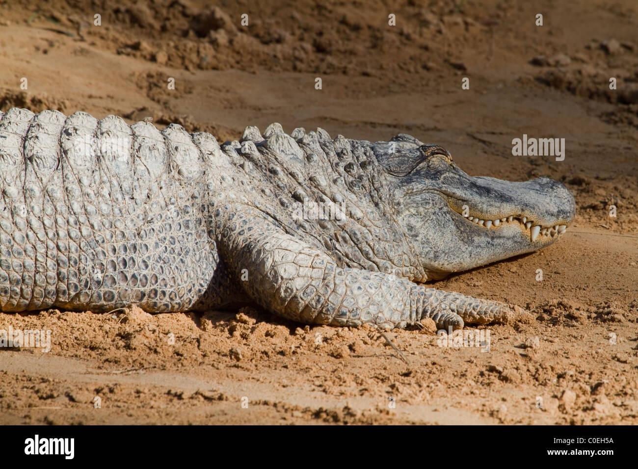 Crocodile A Large Reptile living in Australia Stock Photo Alamy