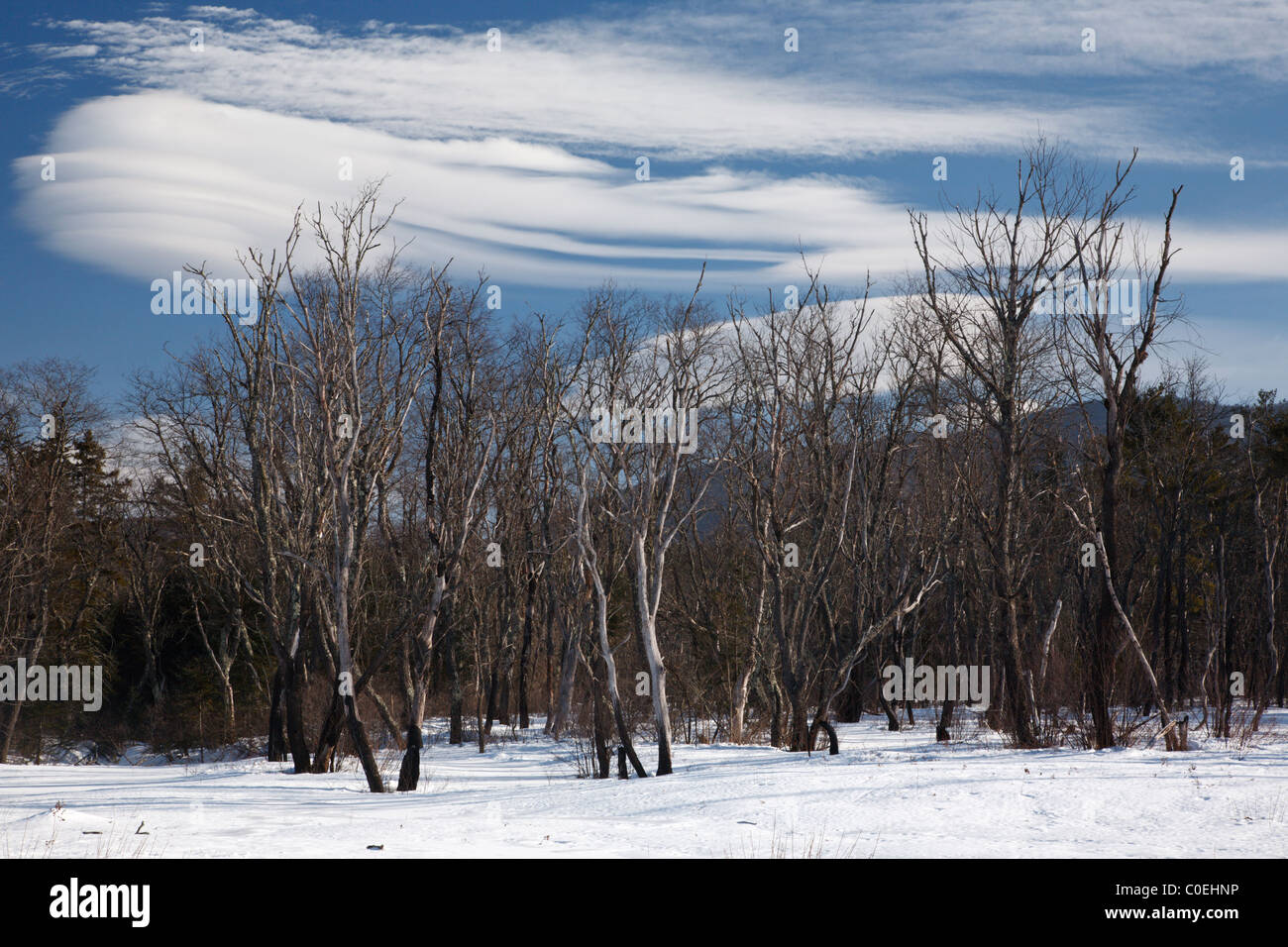 Altocumulus lenticularis clouds over forest along the Kancamagus Highway in the White Mountains, New Hampshire USA Stock Photo