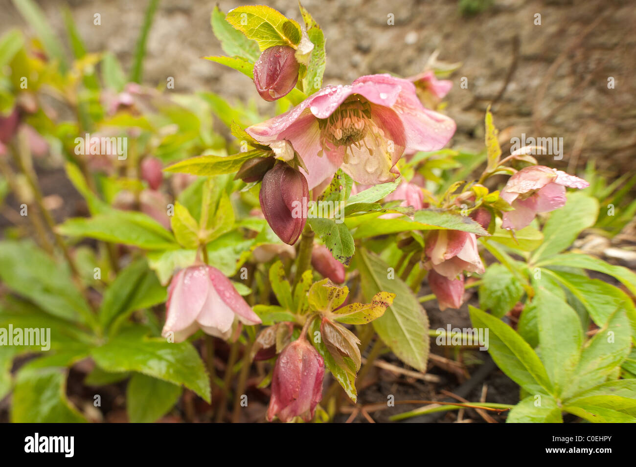 hellebore flowers coated in rain droplets, a hardy evergreen and deciduous perennial Stock Photo