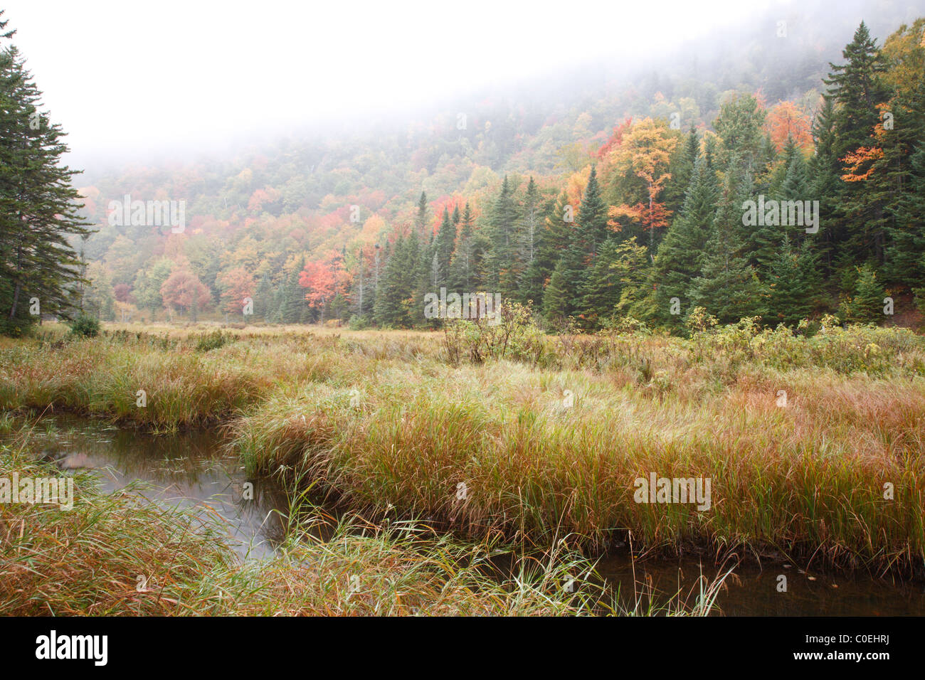 Wetlands area along Route 113 during the autumn months in the White Mountains, Maine USA Stock