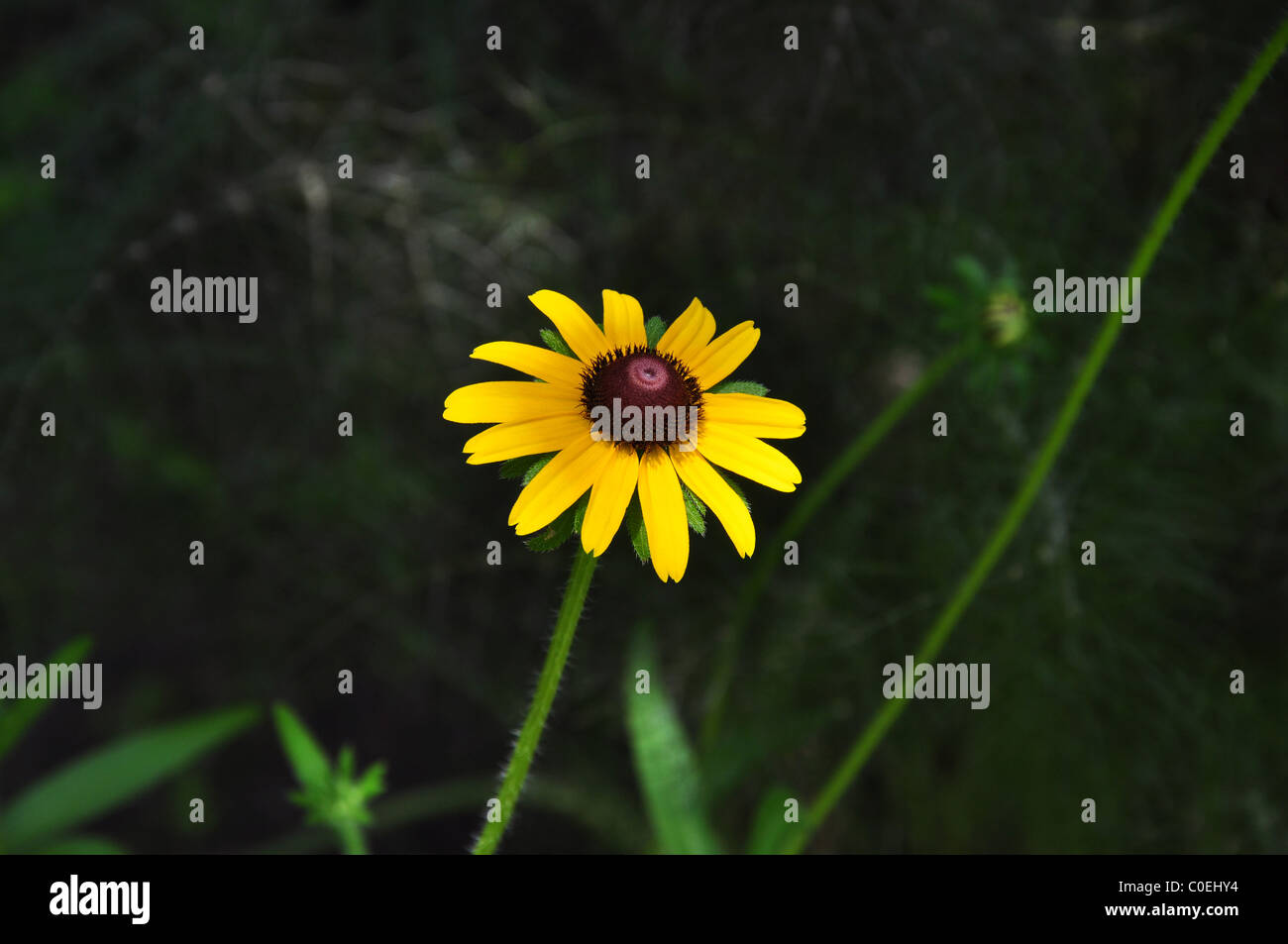 Yellow Daisy Like Flower With Brown Center Beautiful Insanity