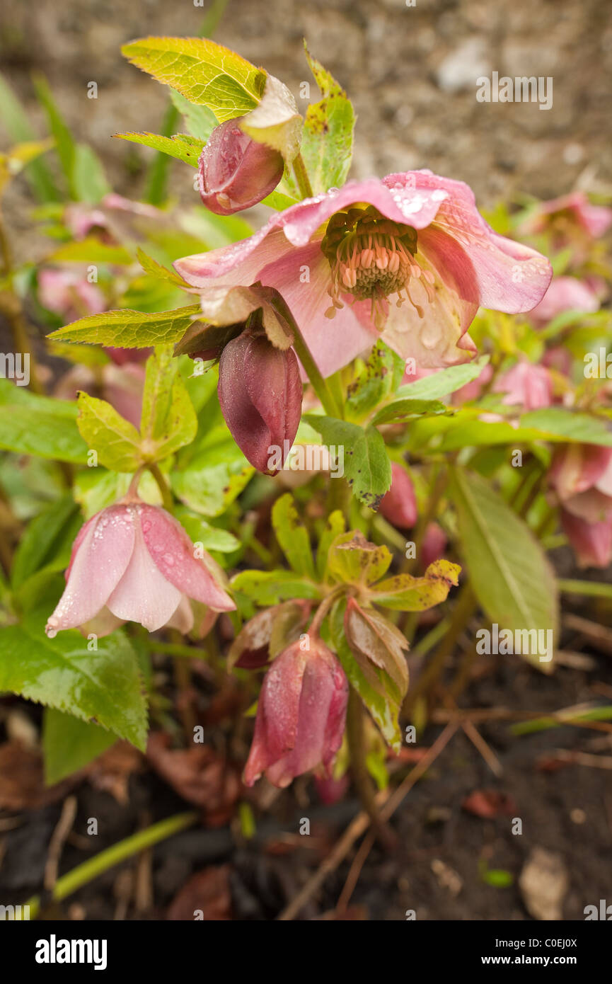 hellebore flower bloom coated in rain droplets, a hardy evergreen and deciduous perennial Stock Photo