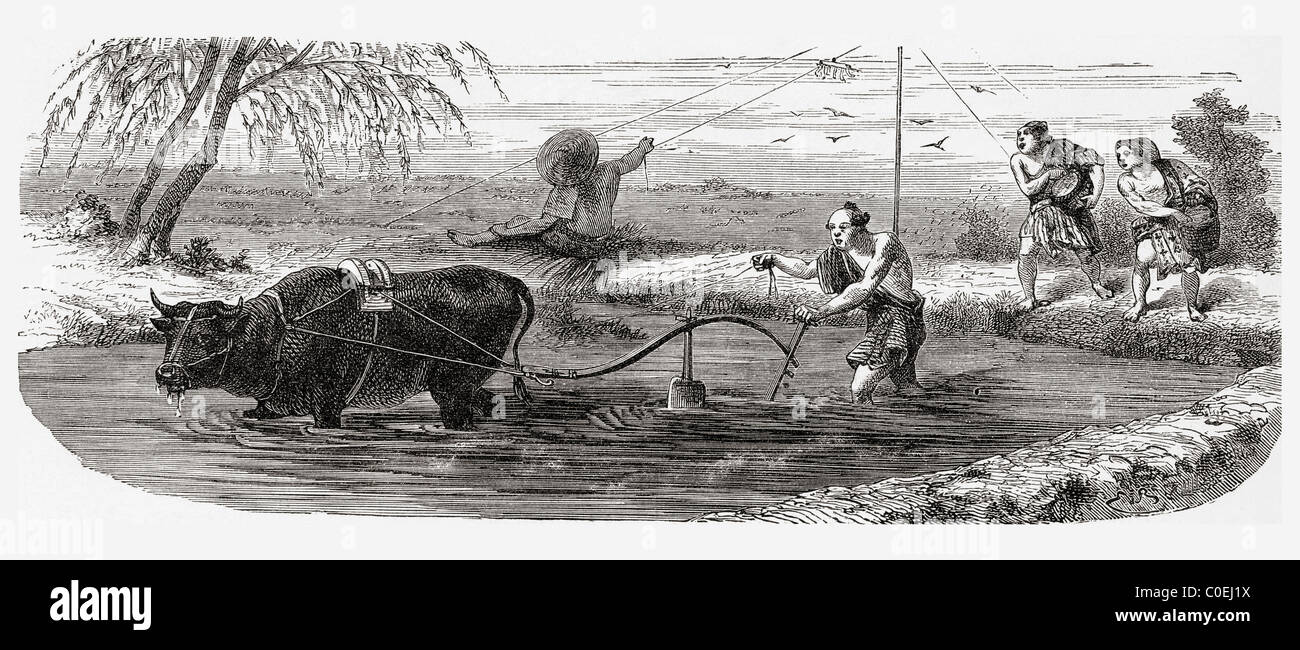 Worker using a water buffalo for the cultivation of rice in Japan in the 19th century. Stock Photo