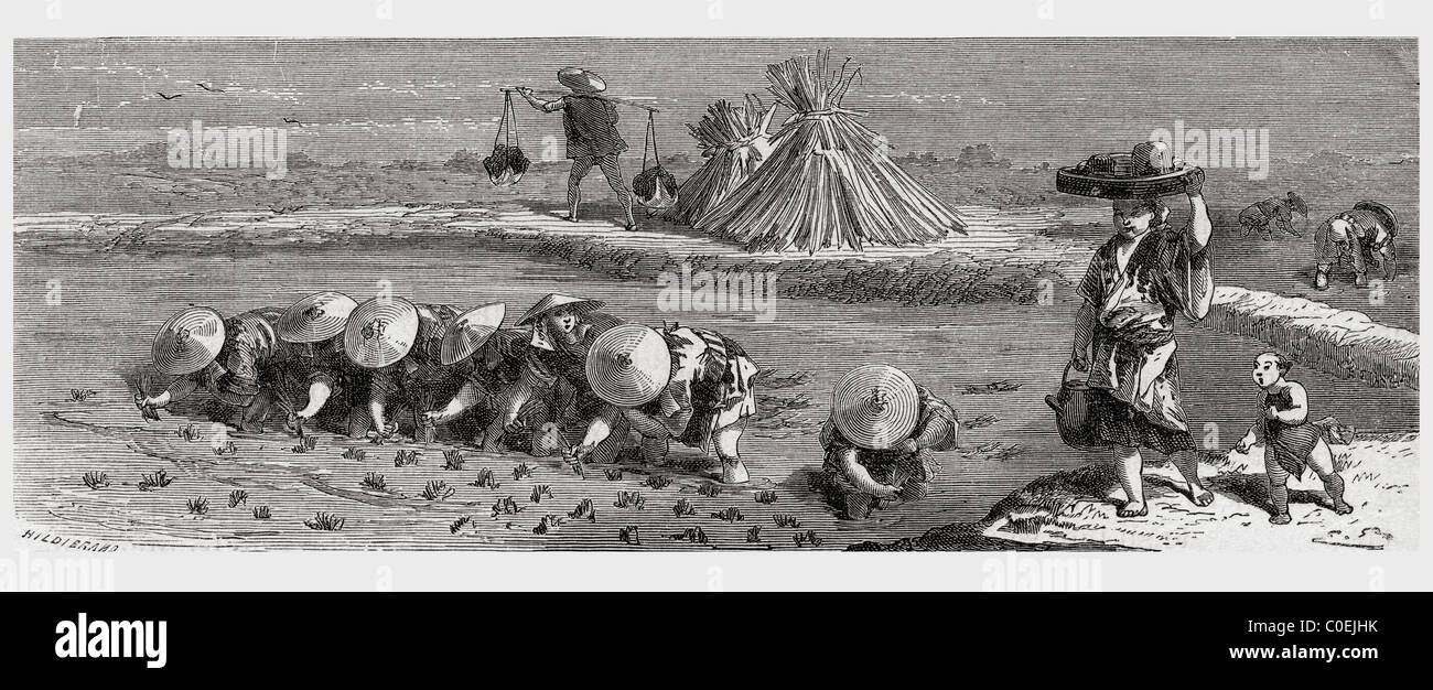 Cultivation of rice in Japan in the 19th century. Stock Photo