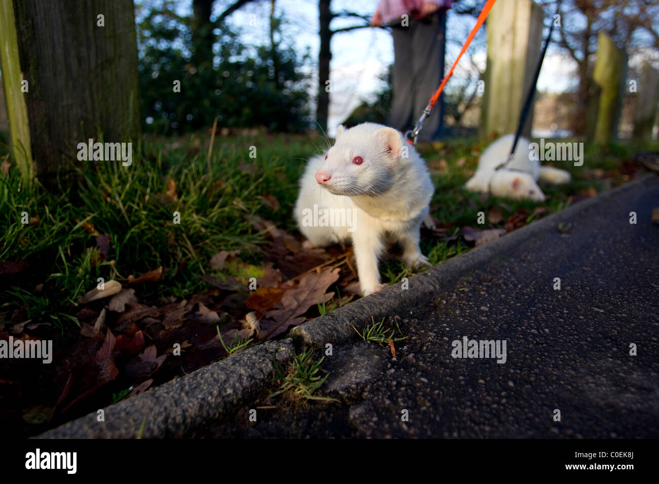 Ferrets being taken for a walk  on the Glebe on leads Stock Photo
