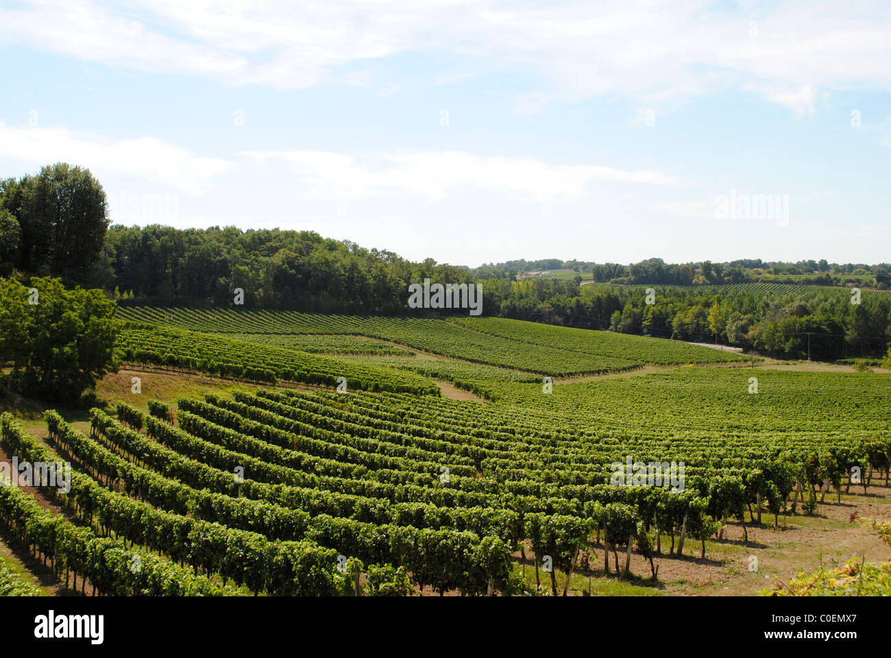 Calavier Roses Wines Chateau du Calavier vineyard in France Stock Photo - Alamy