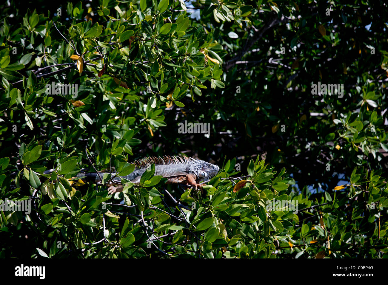 Green Iguana resting on mangroves Stock Photo