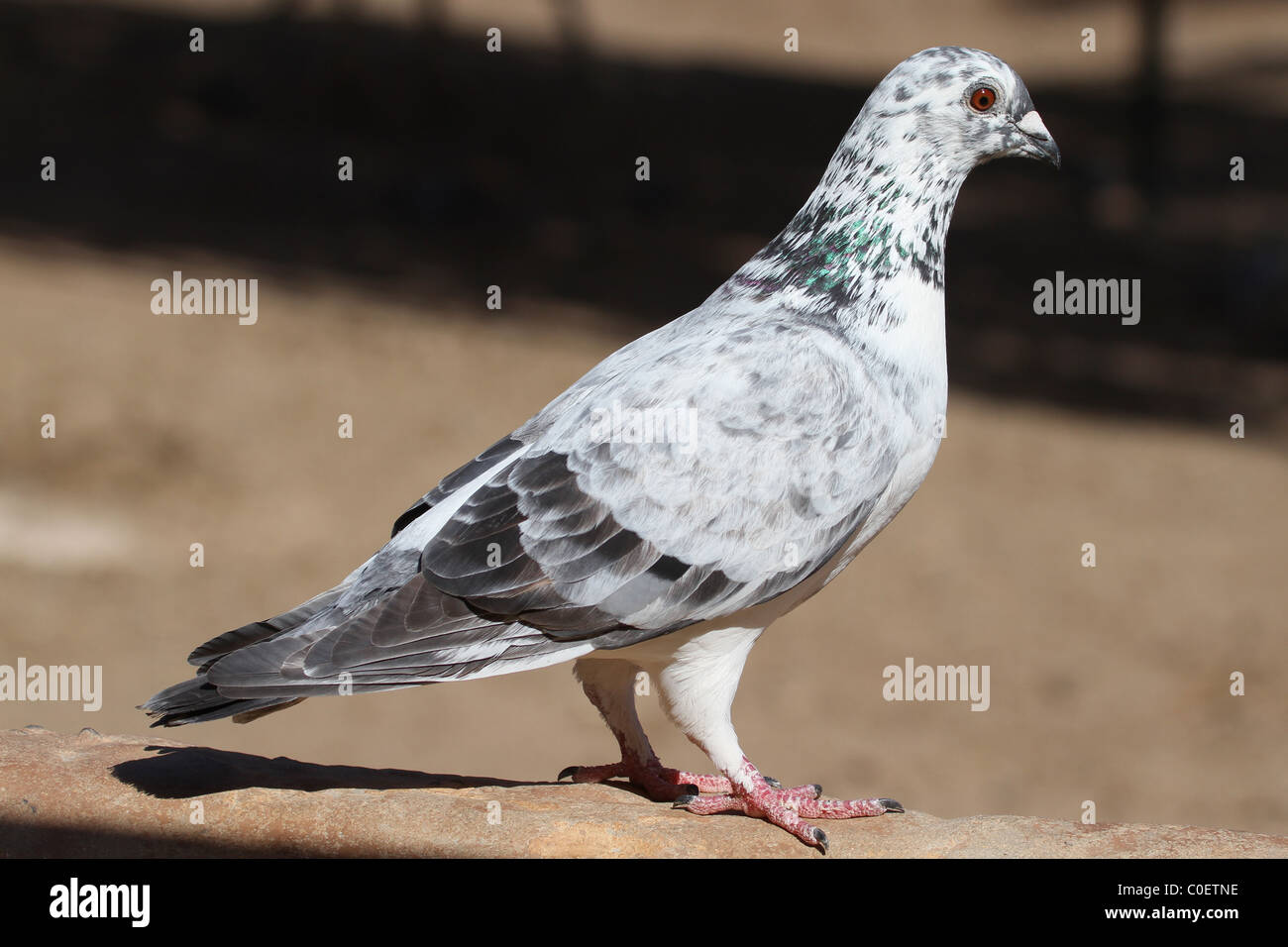 Pigeon black white and gray pied dove Stock Photo