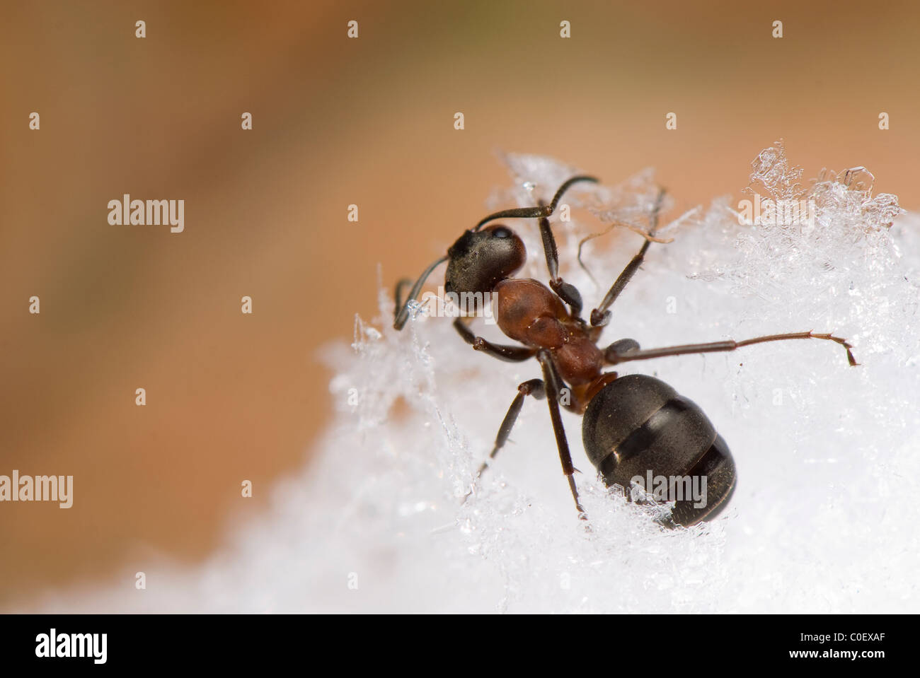 formica rufa Stock Photo