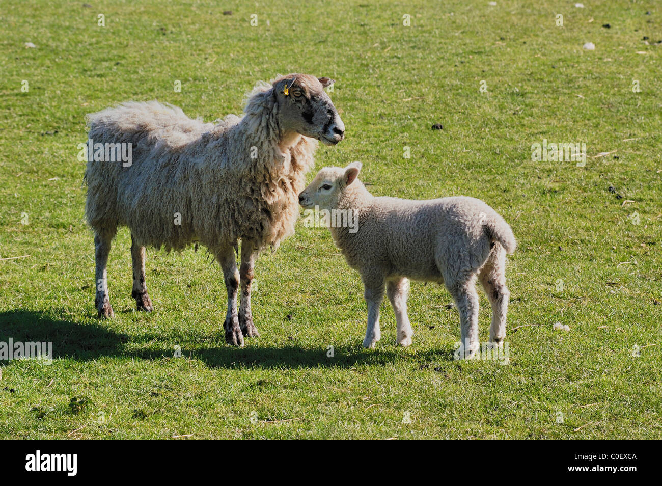 Young Lamb with its mother Stock Photo - Alamy