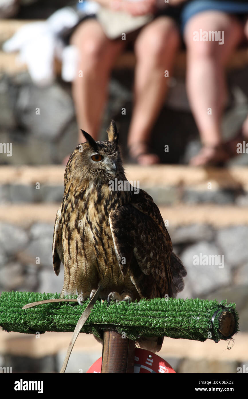 Long-eared owl large bird of prey closeup Stock Photo