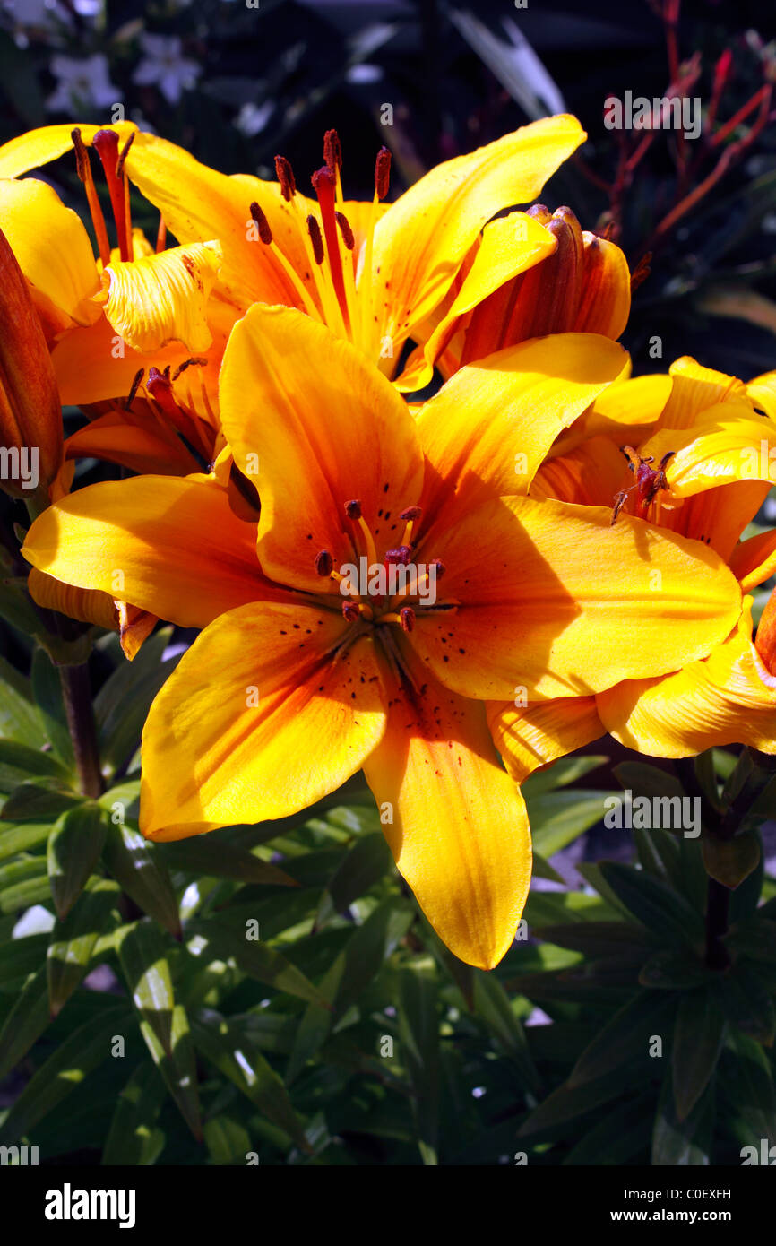 LILIUM GOLDEN JOY. ASIATIC LILY Stock Photo Alamy