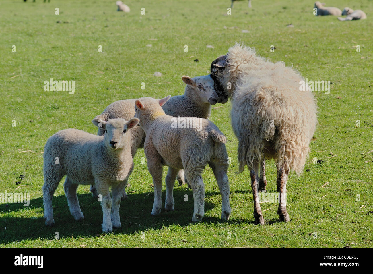 Young Lambs with their mother Stock Photo - Alamy