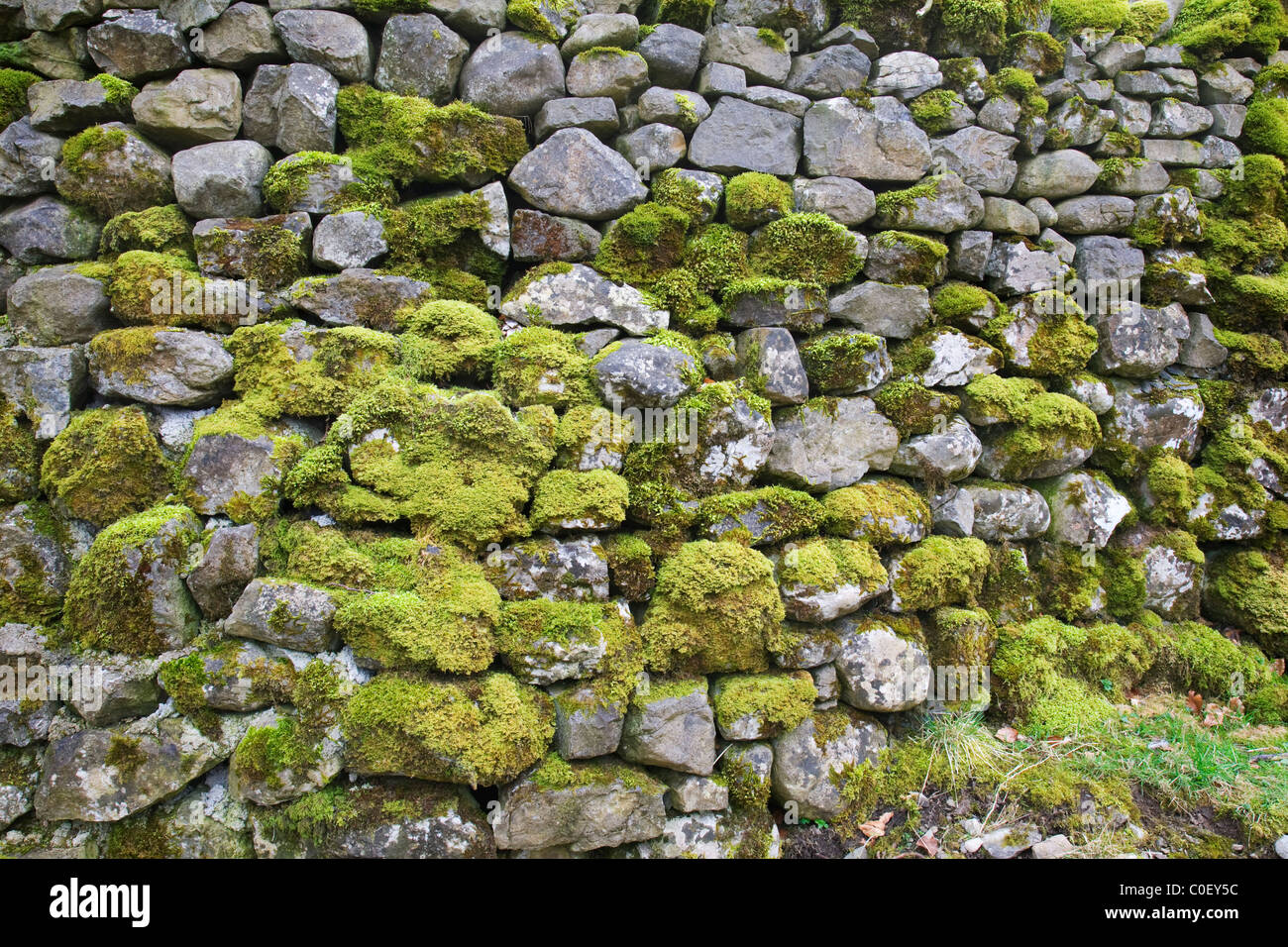 Wall covered with moss hi-res stock photography and images - Alamy