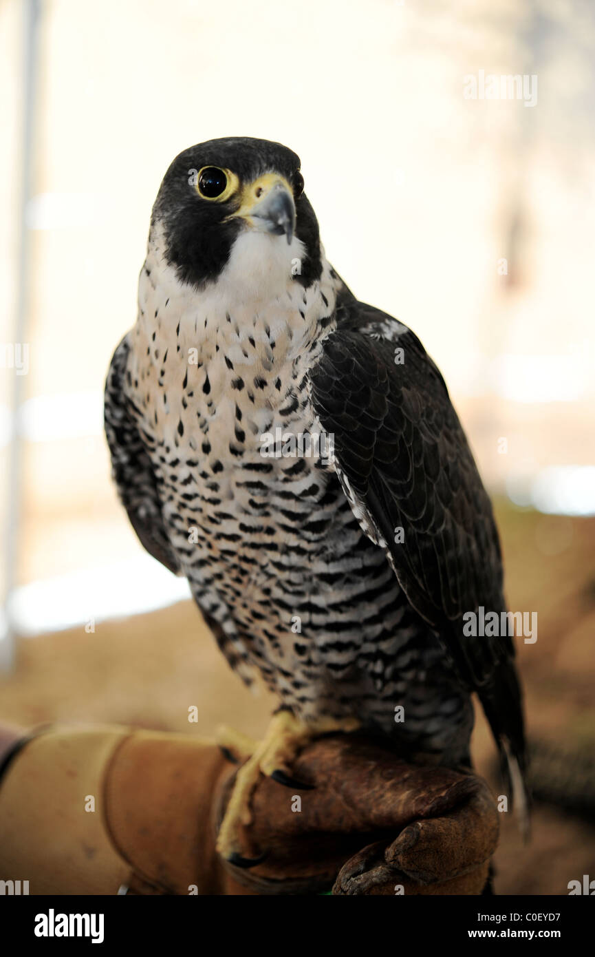 Lanner falcon, Falco biarmicus, tethered to animal trainer's gloved hand Stock Photo