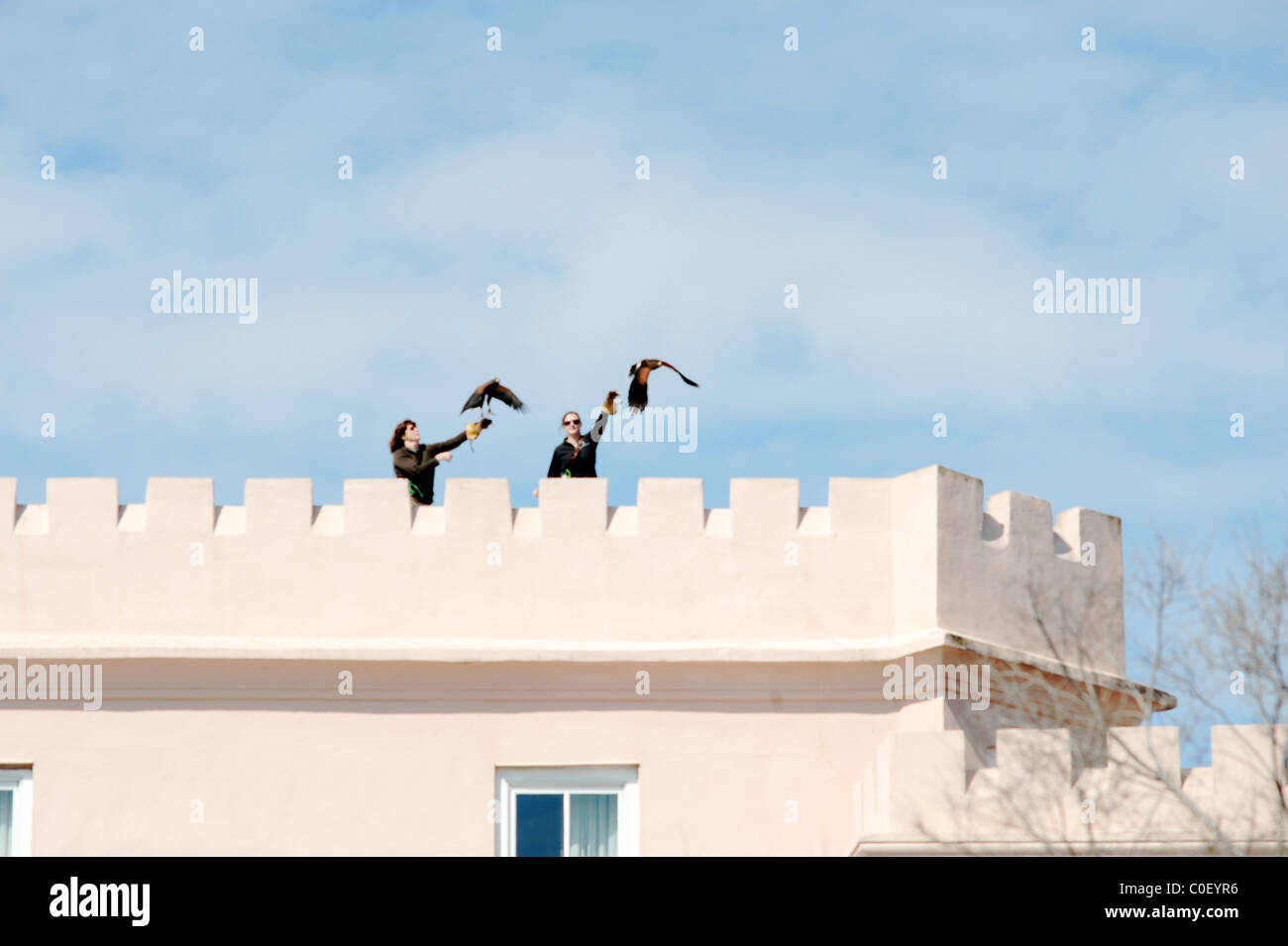 Animal trainers releasing two Harris Hawk brothers from atop building at birds of prey demonstration Stock Photo