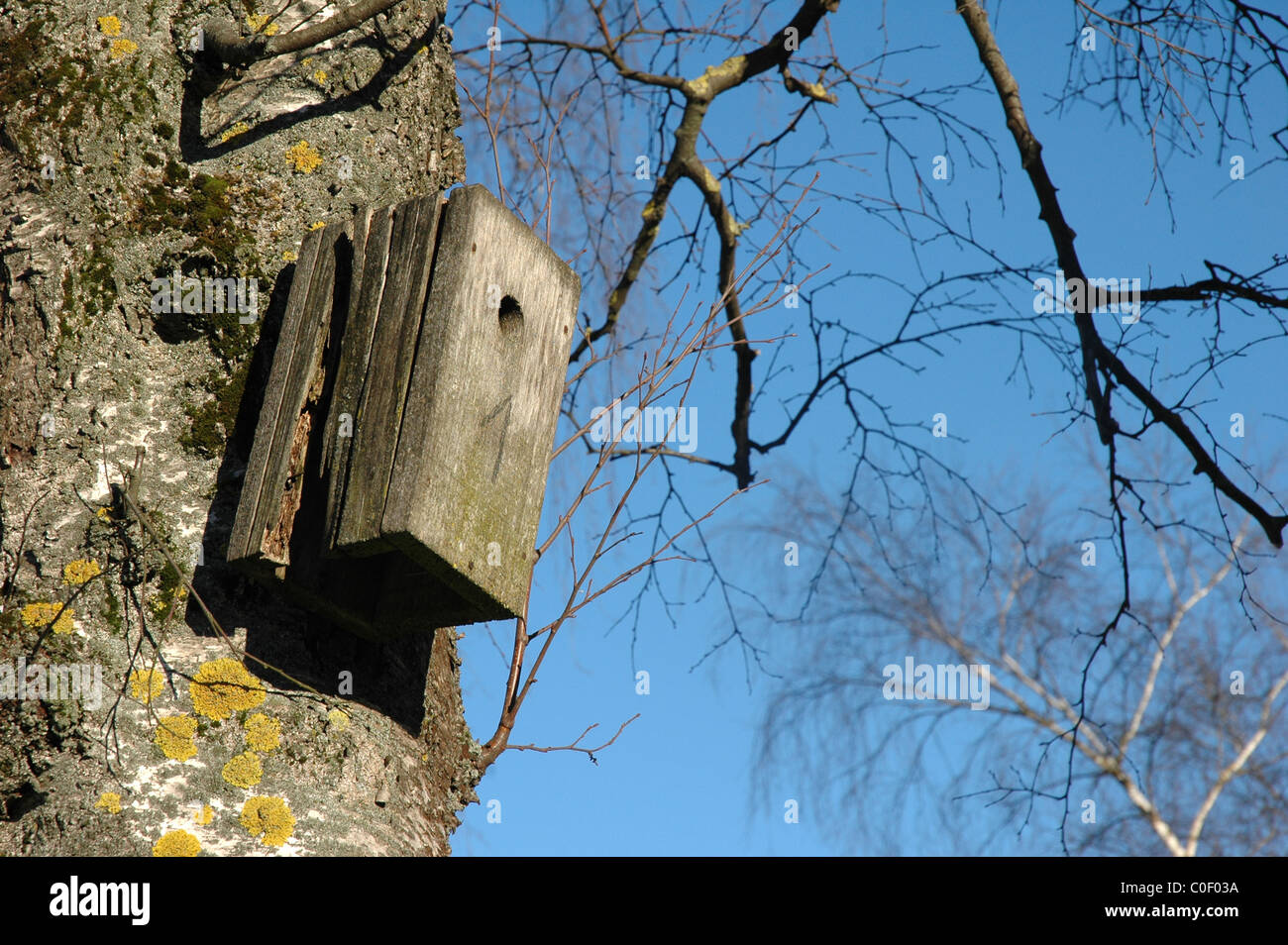 empty birdhouse on wooden background Stock Photo