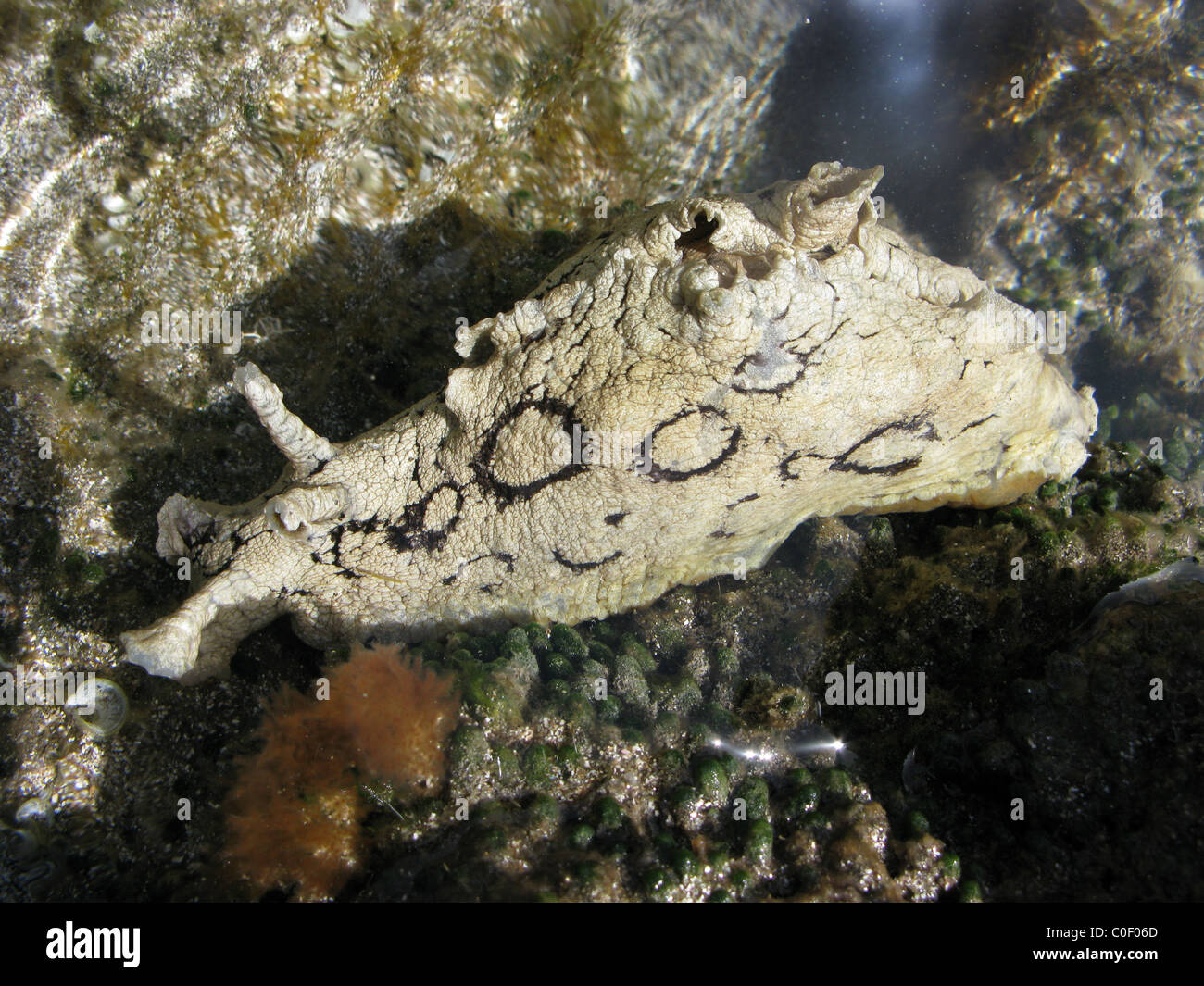 Sea slug nudibranch Stock Photo