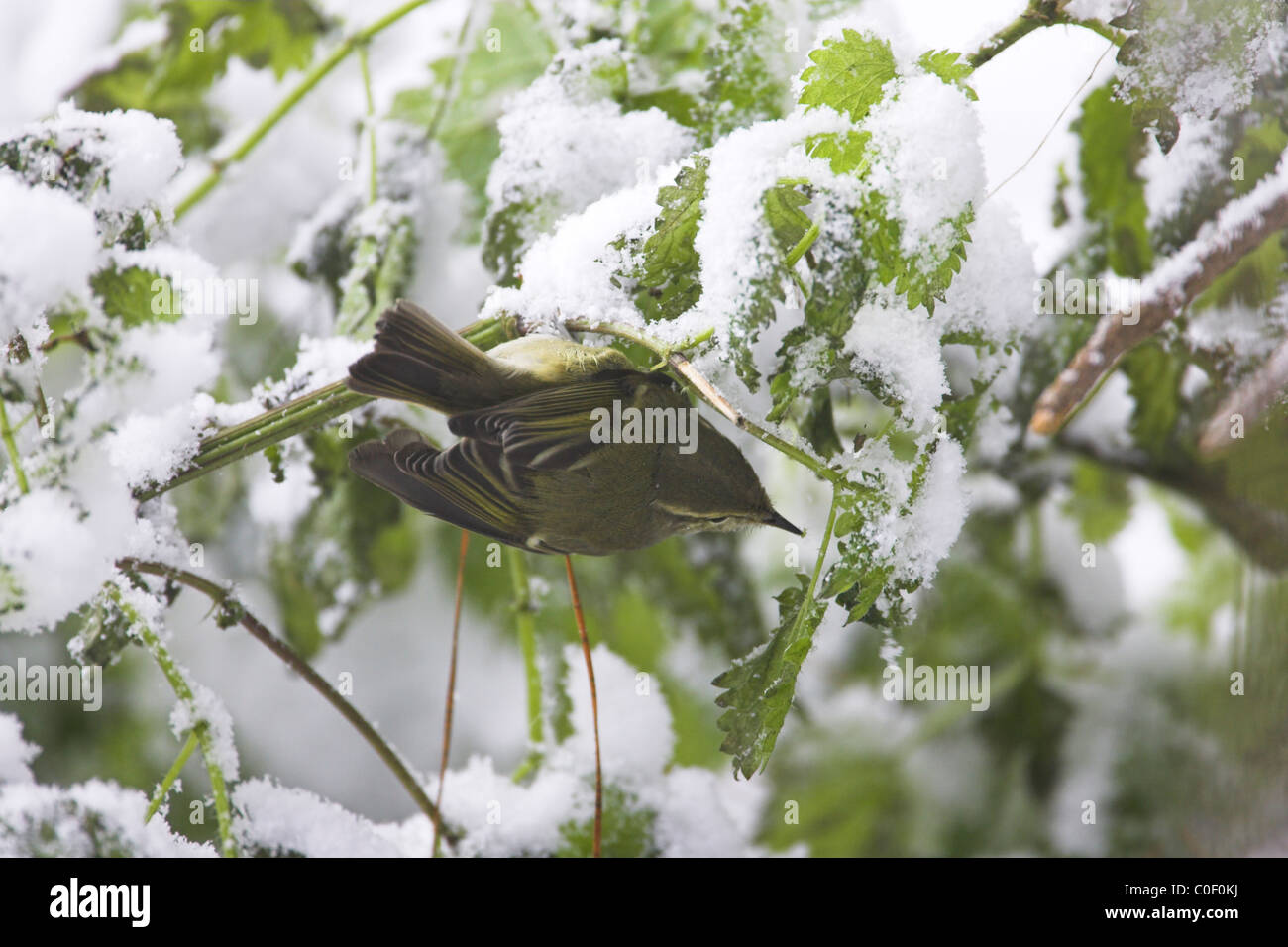Hume's Leaf Warbler Phylloscopus humei foraging amongst snow-covered vegetation at Wells-next-the-Sea, Norfolk in December. Stock Photo