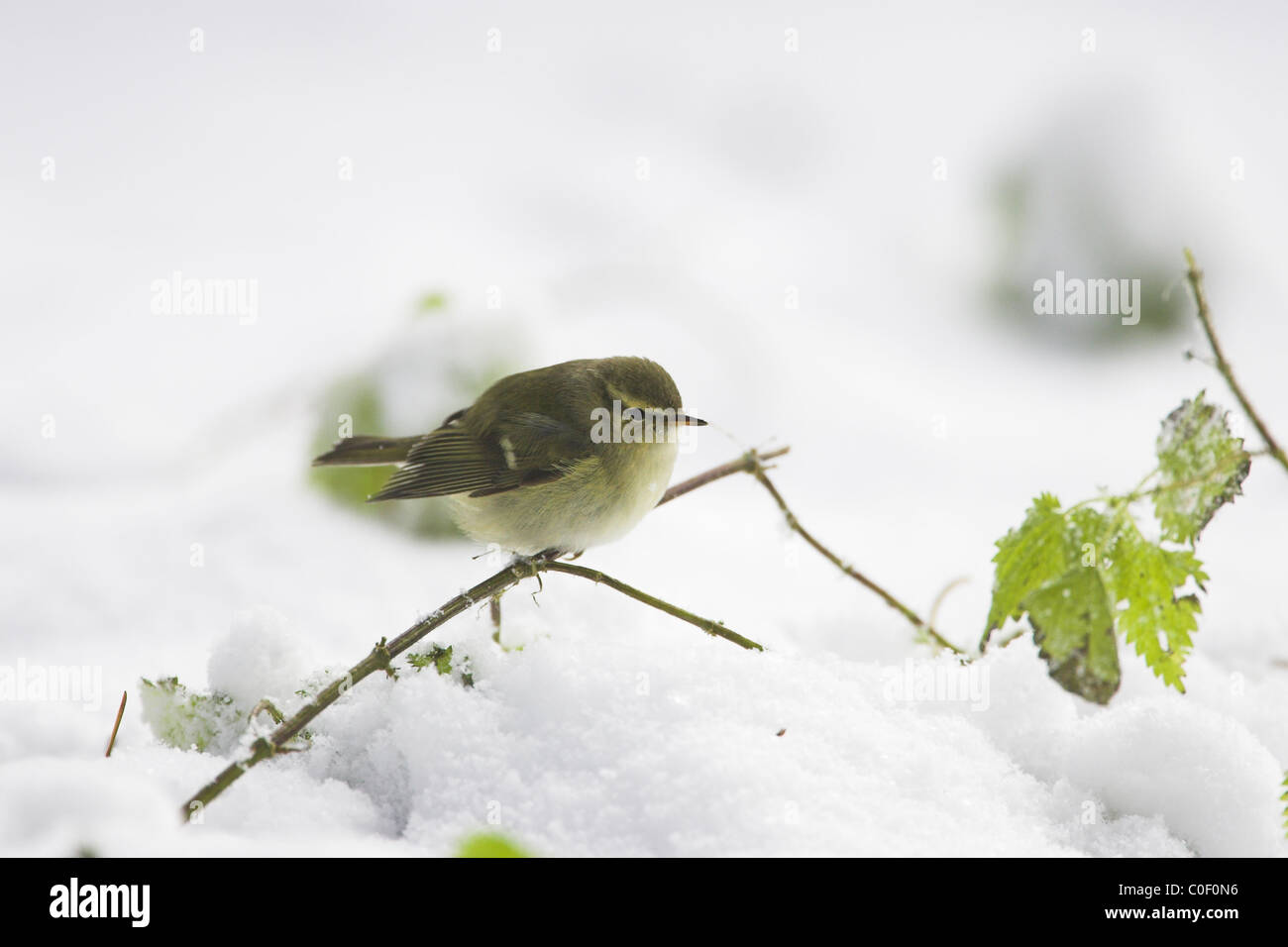 Hume's Leaf Warbler Phylloscopus humei foraging amongst snow-covered vegetation at Wells-next-the-Sea, Norfolk in December. Stock Photo