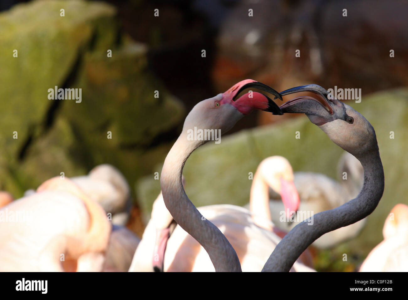 Flamingo, Closeup of couple of flamingos in love Stock Photo