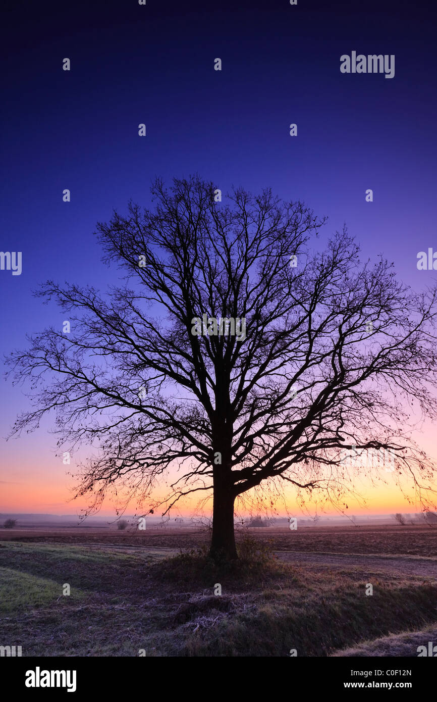 Tree in the beautiful colorful sunrise Stock Photo - Alamy