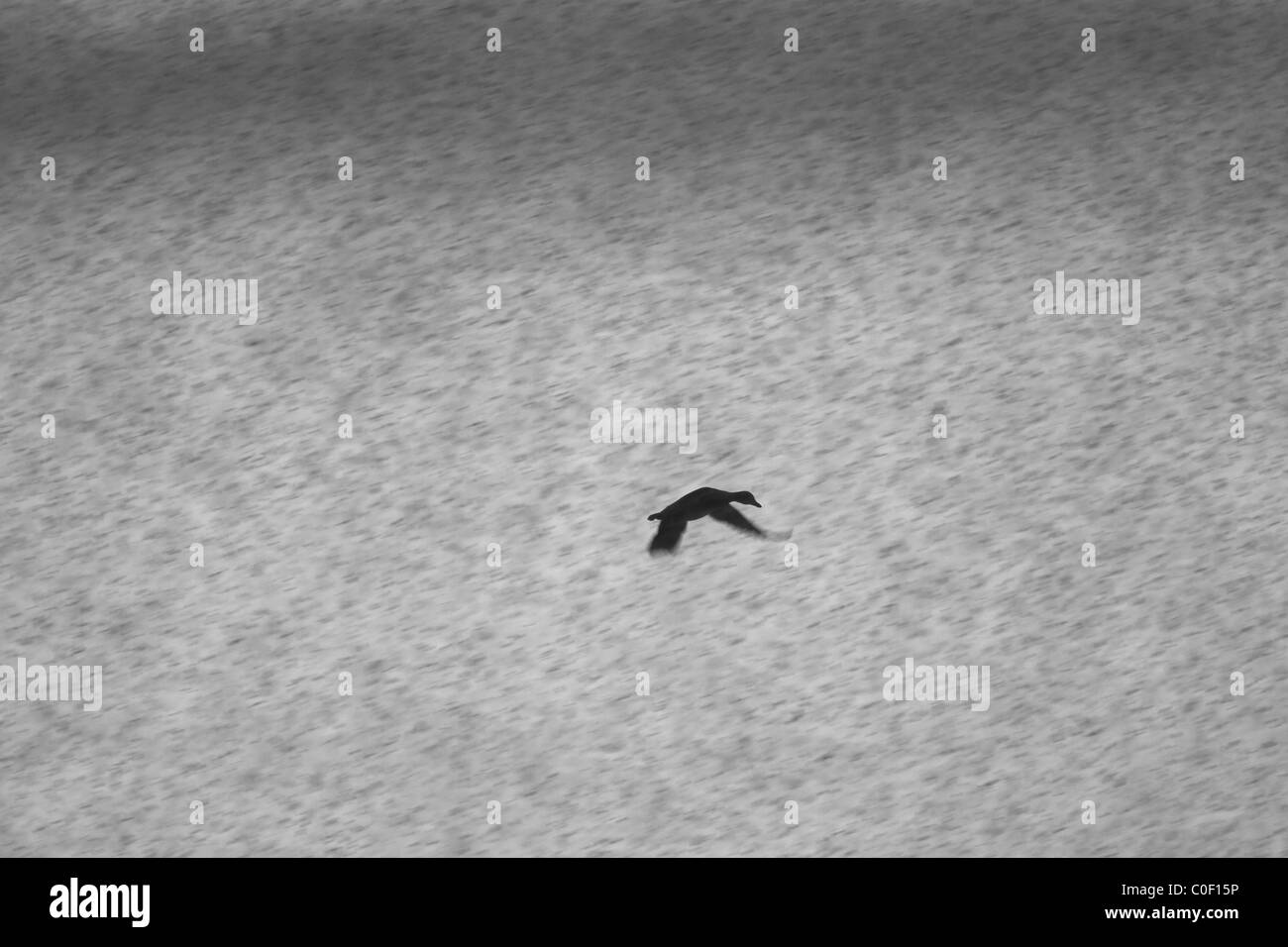 Mallard Anas platyrhynchos flying during snow blizzard at Welney, Norfolk in November. Stock Photo