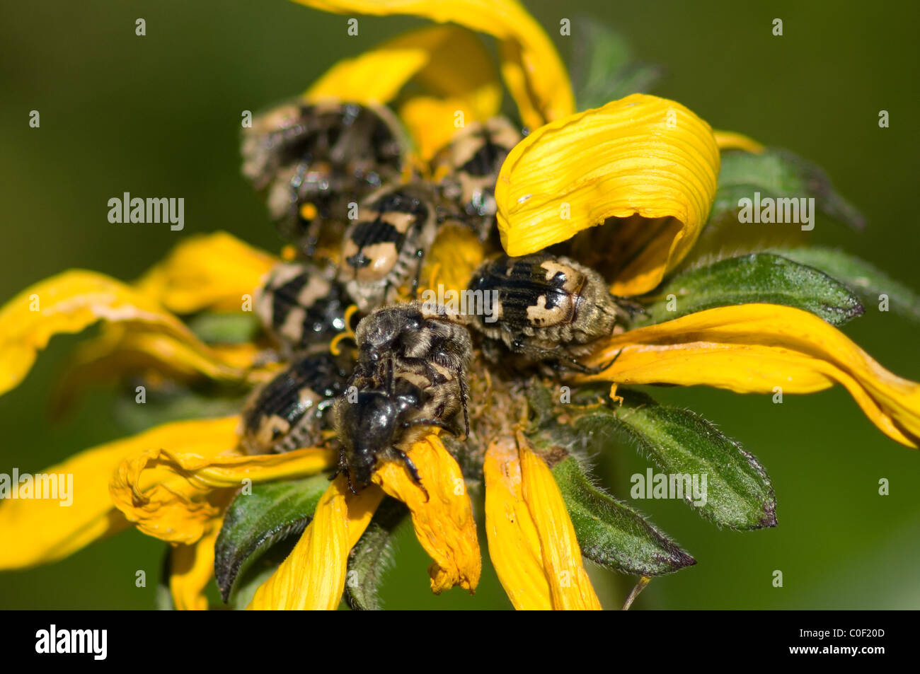 Group of beetles 'Jicotillos' (Euphoria basalis) feeding from a Mexican sunflower (Girasol / Tithonia tubaeformis) Stock Photo