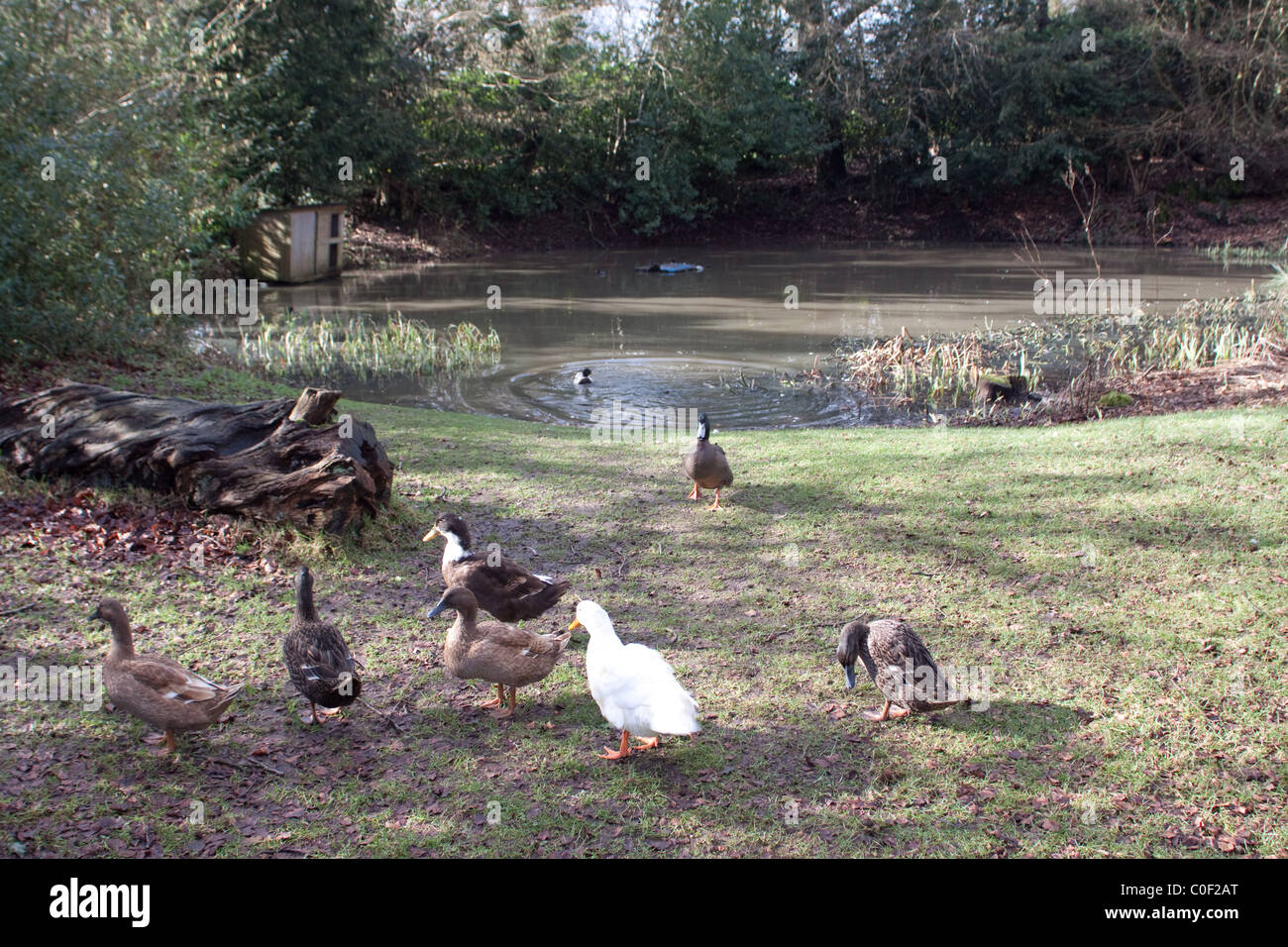 Duckpond at Dunsmore nr Wendover, Buckinghamshire Stock Photo Alamy