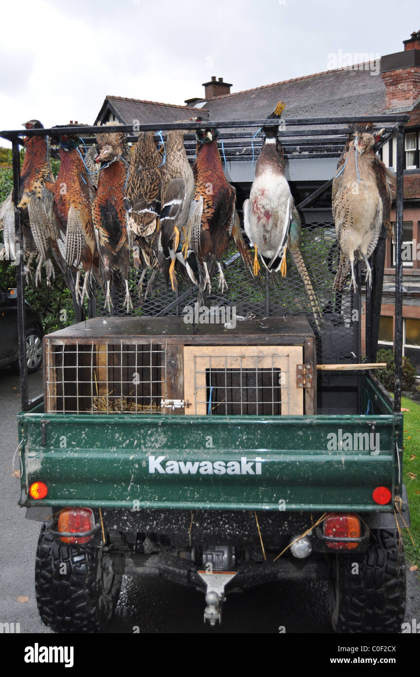 Duck & Pheasant shooting Stock Photo