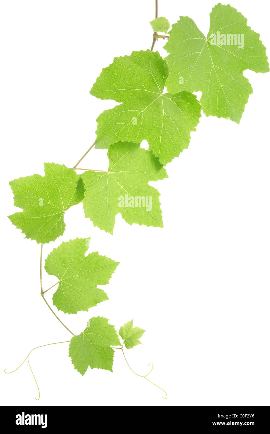 Grape leaves isolated on white background Stock Photo Alamy