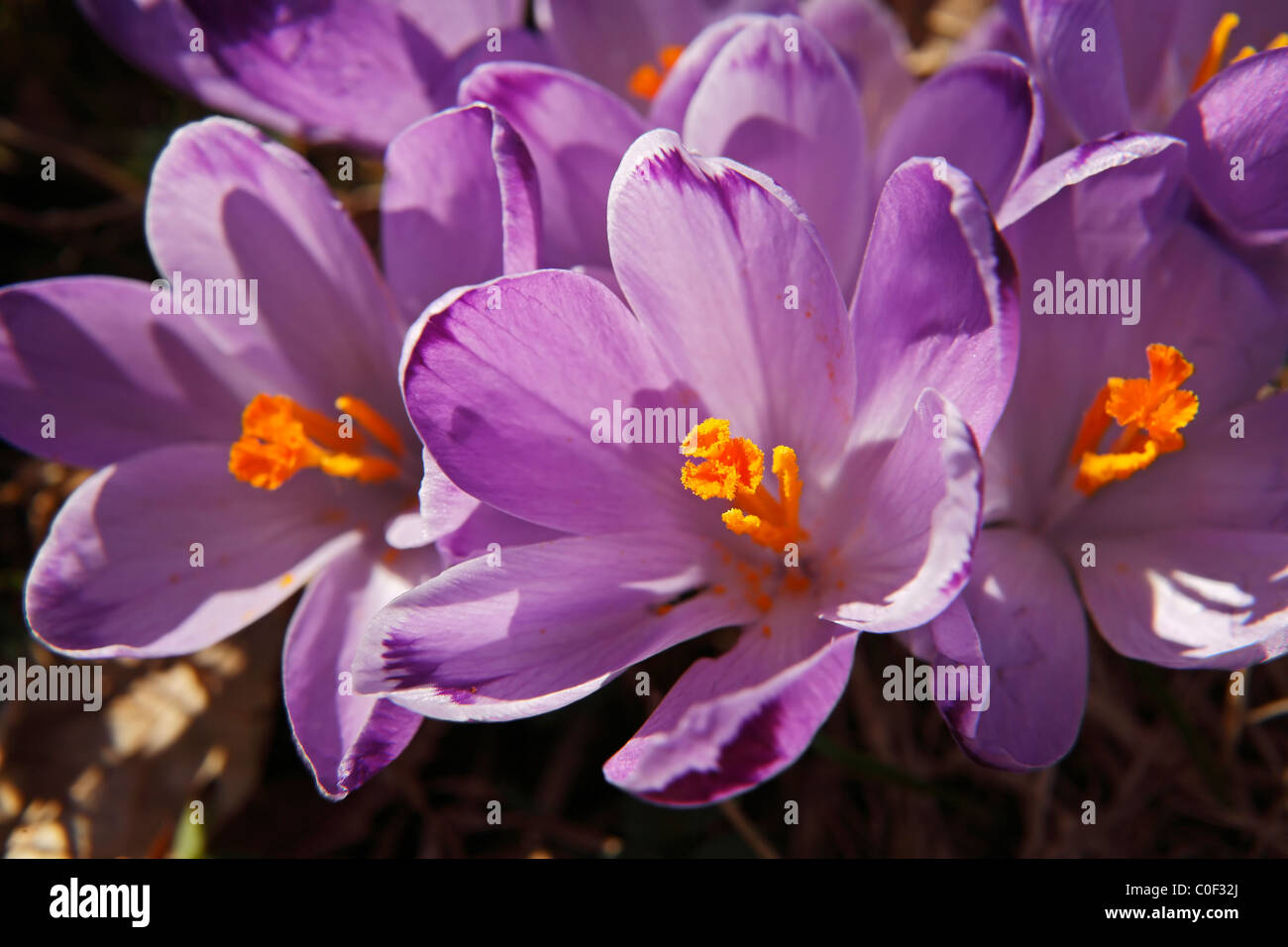 Saffron wild saffron hi-res stock photography and images - Alamy