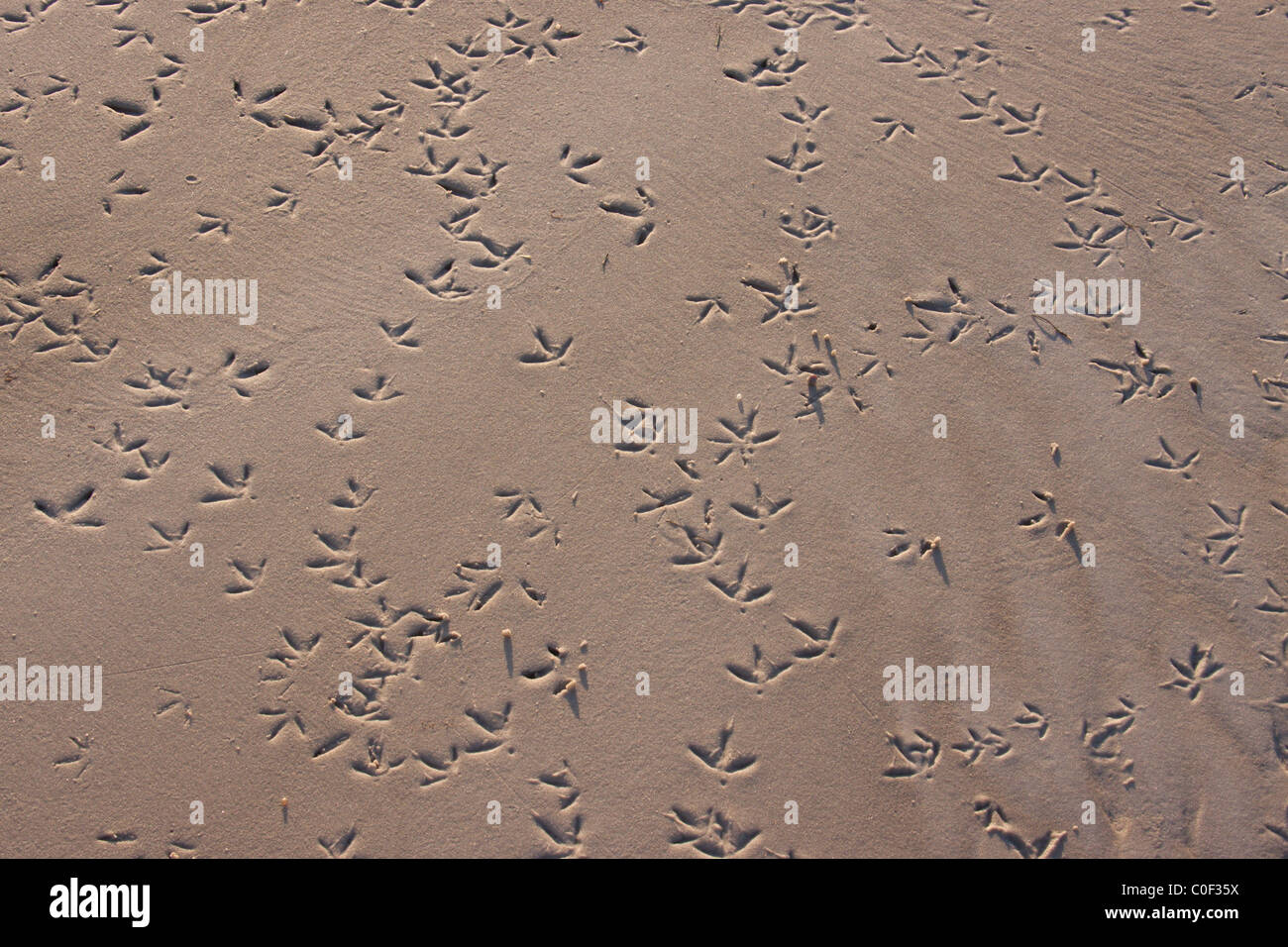 Bird Tracks In The Sand Florida Stock Photo Alamy bird-tracks-in-the-sand-florida-stock-photo-alamy