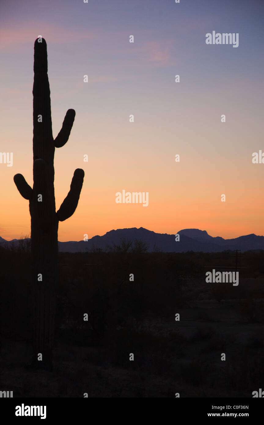 Saguaro cactus silhouetted at sunset, Arizona desert Stock Photo - Alamy