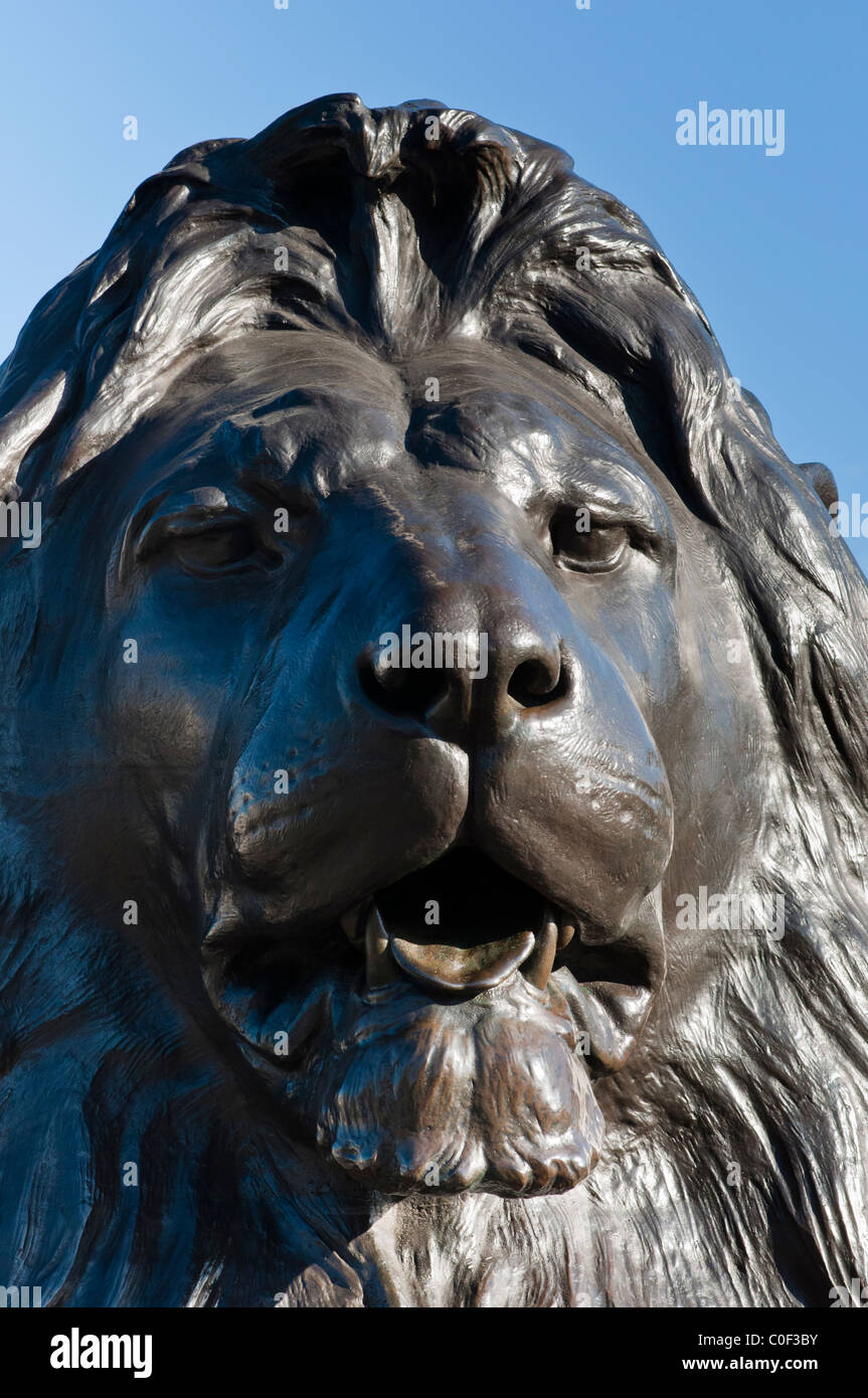 Trafalgar Square lion close up. London. Stock Photo