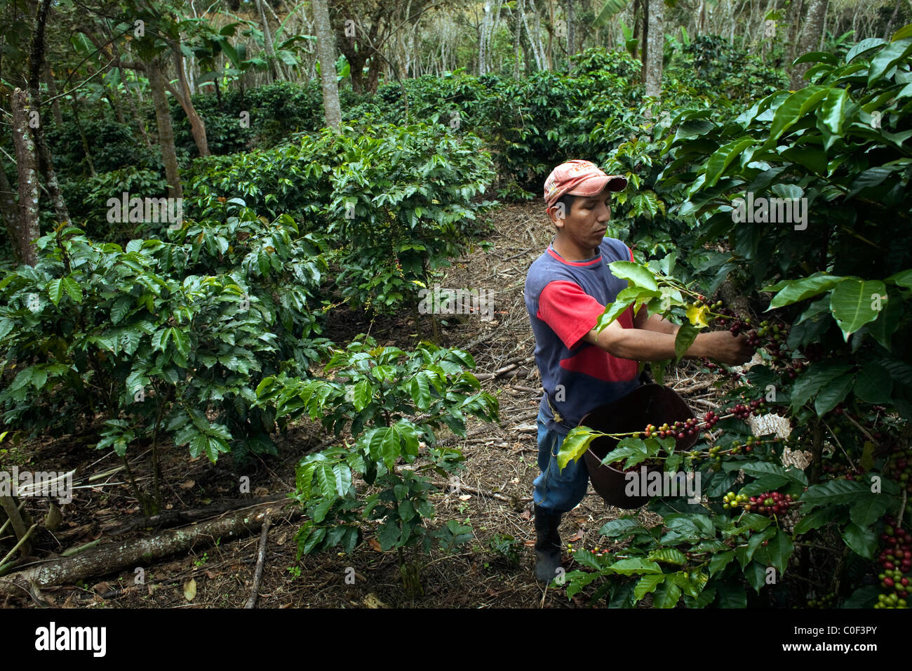 workers harvest coffee near Socorro, Colombia. Stock Photo