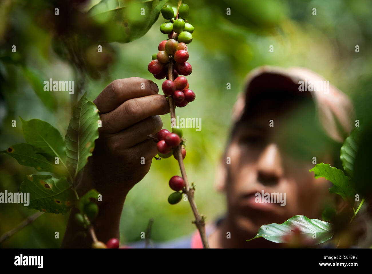 Shade grown coffee colombia hires stock photography and images Alamy
